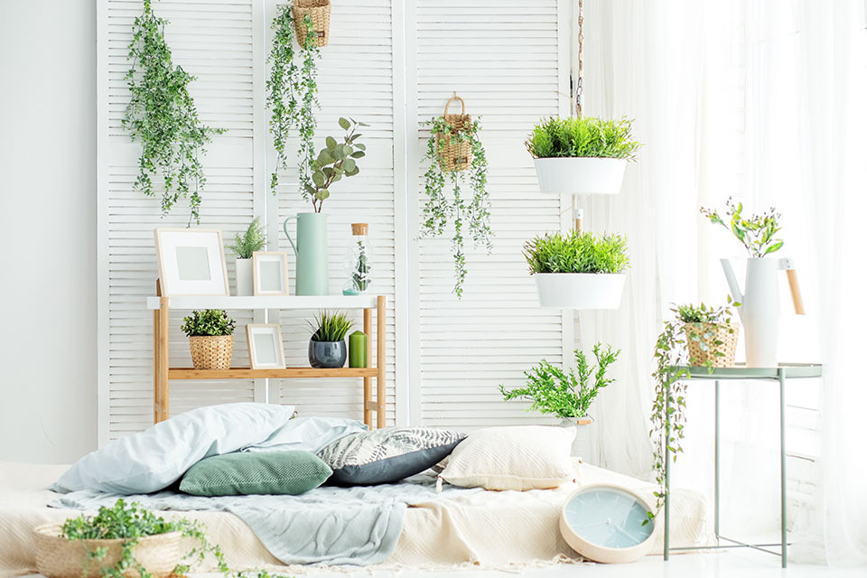 indoor plants