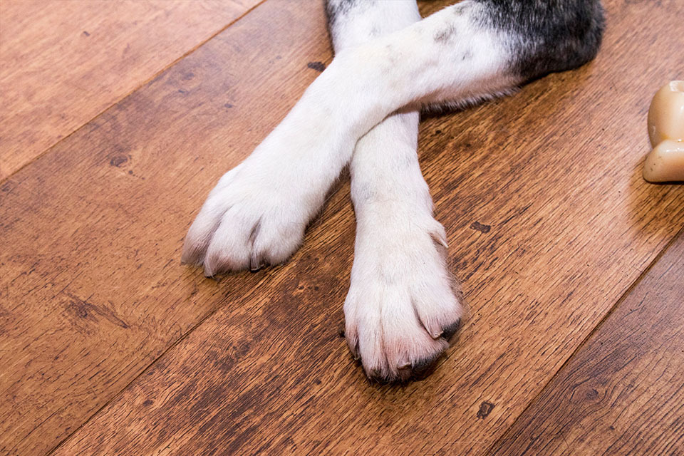 pet