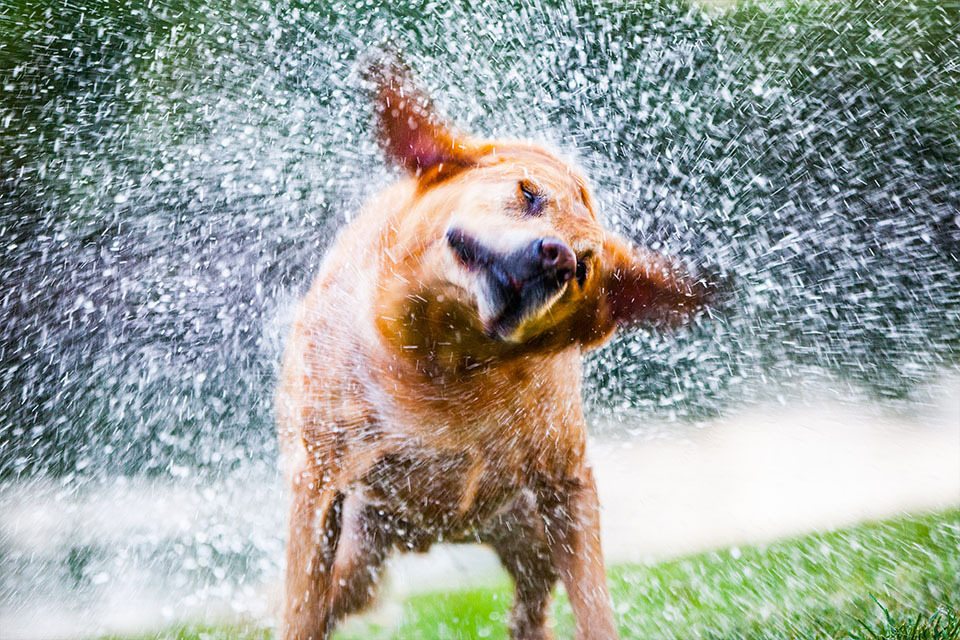 dog