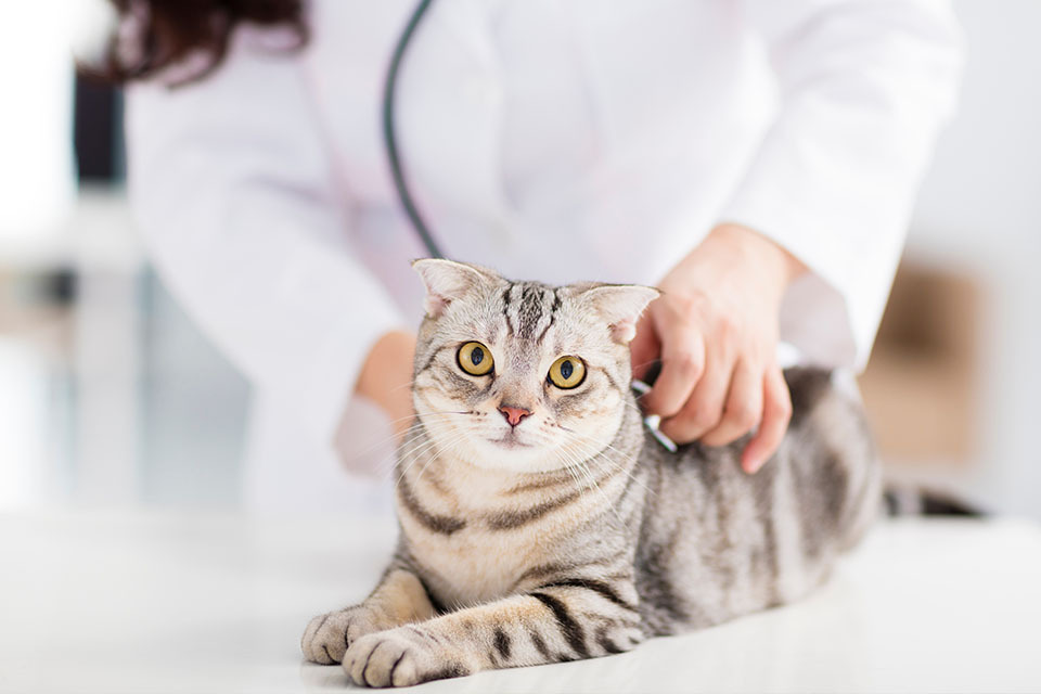 vet