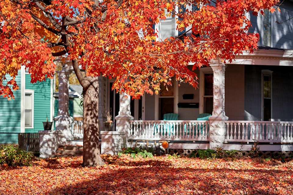 autumn
