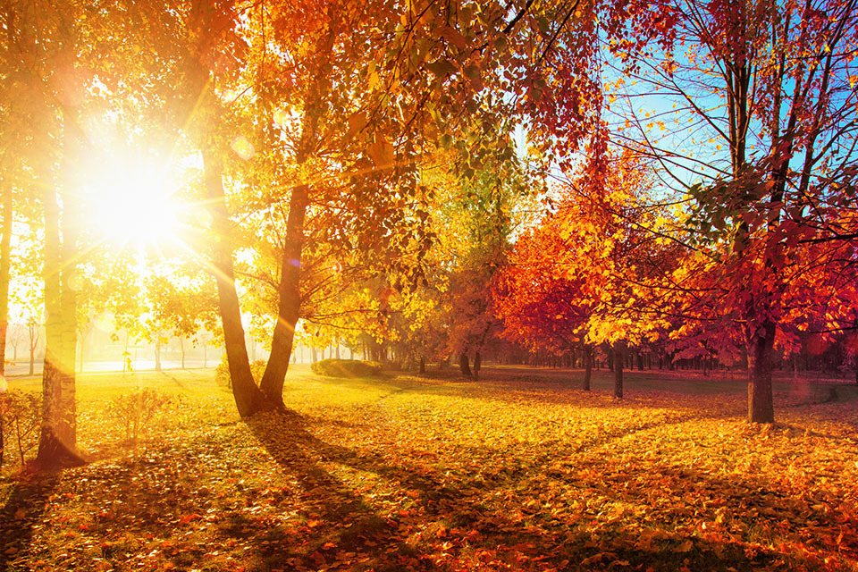autumn