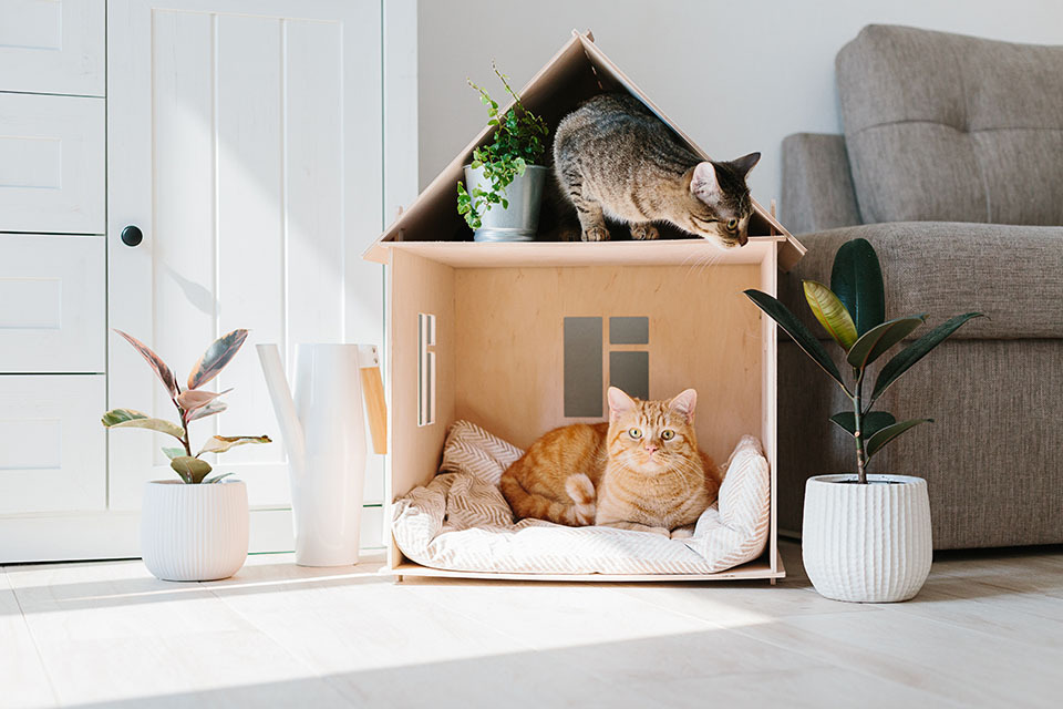 pet proof