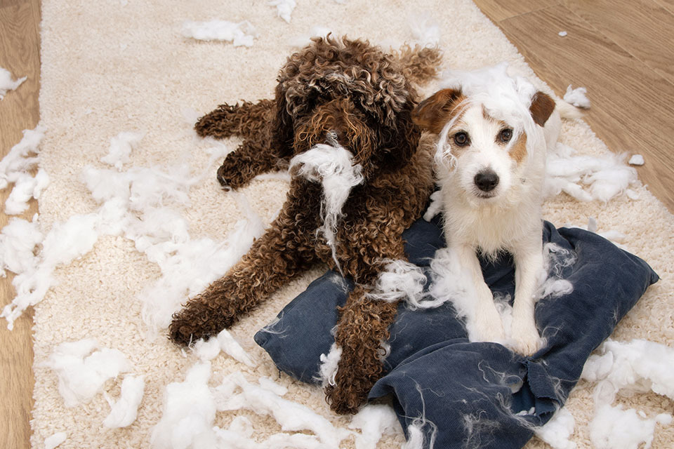 pet damage
