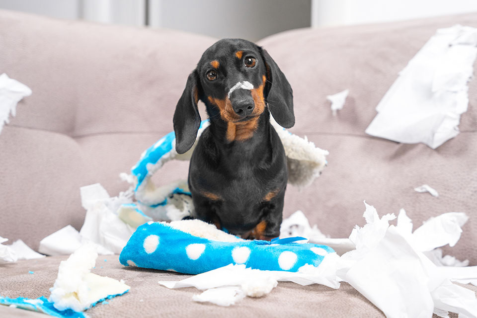 pet damage