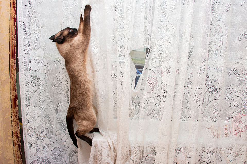 pet damage