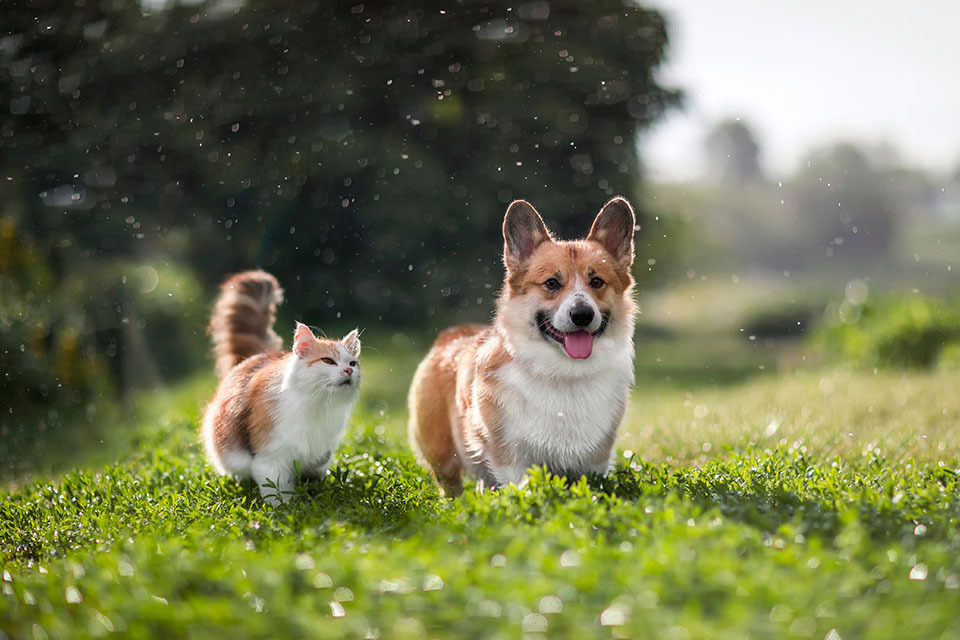 pet training