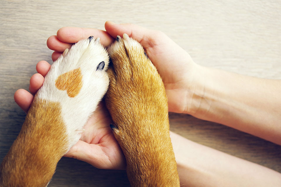 pet