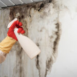 Mould in a Rental Property - Who is Responsible for Cleaning Up?