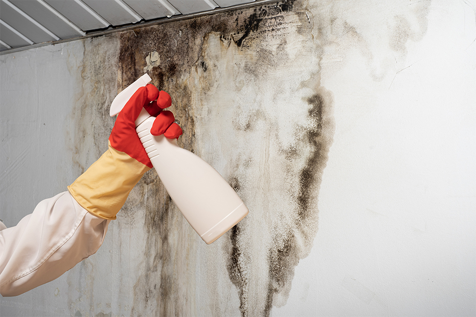 mould