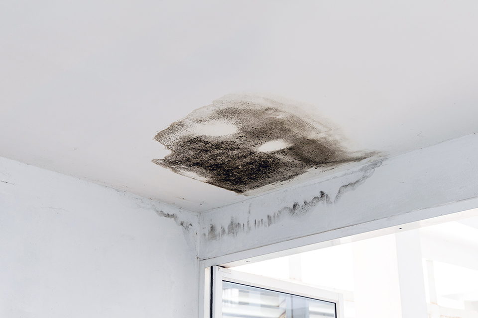 mould